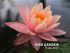 บัวฝรั่ง &#39;ลาวัลเต้ พิ้งค์&#39; | Nymphaea &#39;Lavallte Pink&#39; Hardy