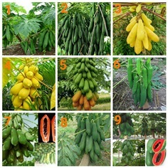 เมล็ดพันธุ์มะละกอ มีให้เลือกหลายสายพันธุ์