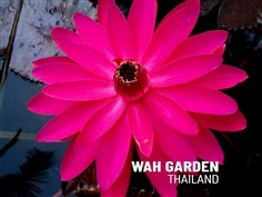 บัวผันบานกลางคืน &#39;เรดแฟร์&#39; | N.&#39;Red Flare&#39; Night Blooming