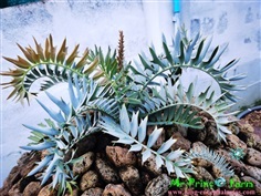 ปรง Encephalartos horridus high quality (original,purebred)
