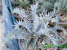 ปรง Encephalartos horridus high quality (original,purebred)