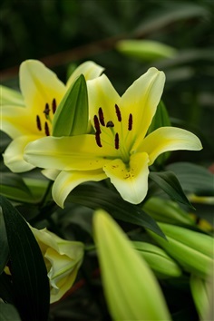 ดอกลิลลี่สีเหลือง Yellow Lilies