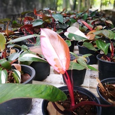 Philodendron pink princess