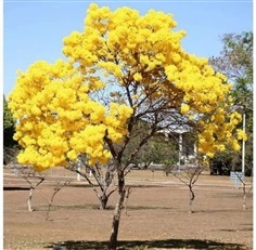 #เหลืองปรีดียาธร มีดอกสีเหลืองสด ดอกจะบานเต็มต้นพร้อมกัน 