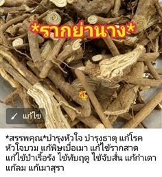 รากย่านาง