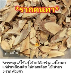 รากคนทา