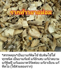 รากท้าวยายม่อม