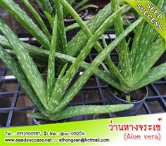 ว่านหางจระเข้ (Aloe vera)   กาบใหญ่  เนื้อเยอะ 