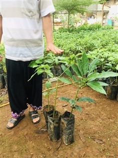 ต้นอโวคาโดเสียบยอด ต้นสูงใหญ่ราคาถูก