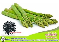 หน่อไม้ฝรั่ง (Asparagus)