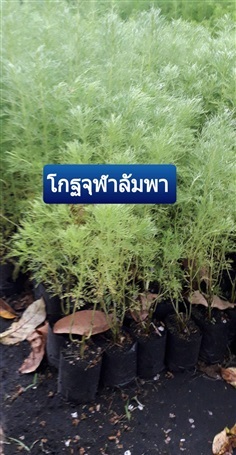 โกฐจุฬาลัมพา