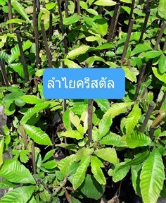 ลำไยคริสตัล