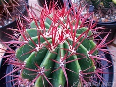 เมล็ดกระบองเพชร Ferocactus acanthodes