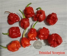 เมล็ดพริก Trinidad Scorpion