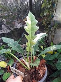 Surratum &#39;Ring of file&#39; Variegated