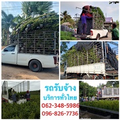 รถรับจ้างส่งต้นไม้ บริการทั่วไทยเครือข่ายทุกจังหวัด