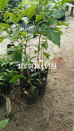 ต้นมะตูมไทย