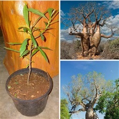 Adansonia za เบาบับซา  1000