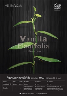 ต้นวนิลา พานิโฟเลีย Vanilla Planifolia