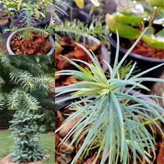  สนใบหนาม Cunninghamia lanceolata  1800บ