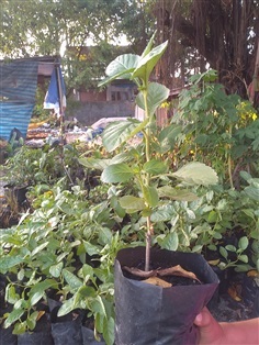 ขายต้นหญ้าพันงูเขียว