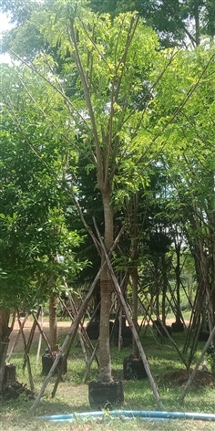 ต้นชัยพฤกษ์