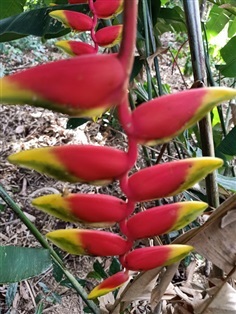 หน่อ สร้อยกัทลี เฮลิโคเนีย รอสตราต้า heliconia rostrata