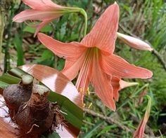 2หัว ว่านสี่ทิศ Hippeastrum johnsonii สีโอรส ไม้ดอกไม้ประดับ