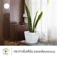 กระถางโมเดิร์น สีขาวขนาดปาก 8&quot; ทรงเหลี่ยมขอบมน มีฐานรองในตัว