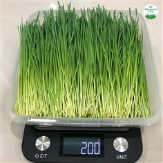 ต้นอ่อนข้าวสาลี 200 g.