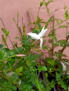 มะลิก้านแดง - Spanish jasmine (กทม)