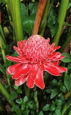 ดาหลาแดง (กทม)