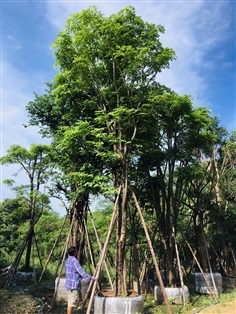 ต้นประดู่ป่า