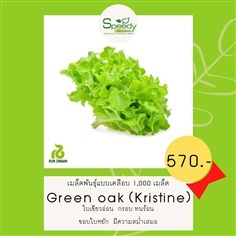 Green oak (Kristine) กรีนโอ๊ค คริสติน