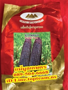 ข้าวโพดม่วง ข้าวโพดเหนียวม่วง  ?? สิ้นอายุทำพันธุ์  12 / 65