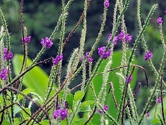 หญ้าพันงูเขียวขายต้นและเมล็ดพันธุ์