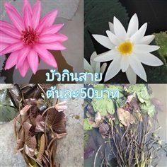 บัวกินสายสีแดงสีขาวต้นละ50บาท