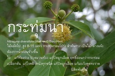 กระทุ่มนา