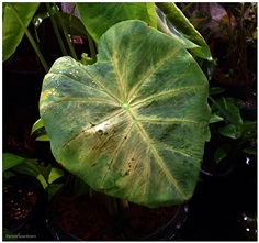 Colocasia affinis