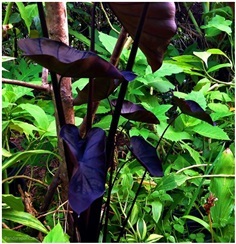 Colocasia Black Coral