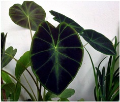 Colocasia affinis var. jenningsii