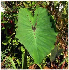 Colocasia Cherry Magic 