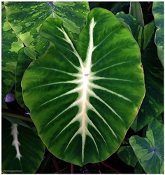 Colocasia esculenta nanciana