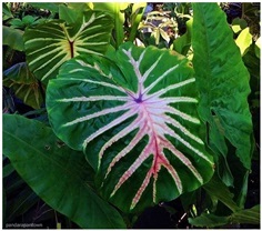 Colocasia White Lava