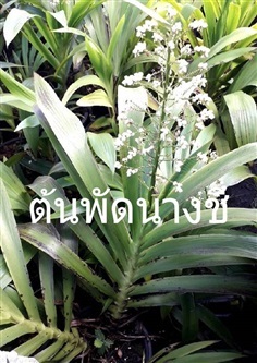 ต้นพัดนางชี