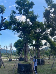 ต้นมั่งมี ขนาด 18 นิ้ว สูง 8 เมตร 