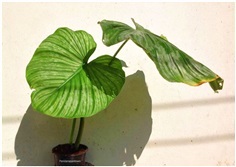 Philodendron Mamei