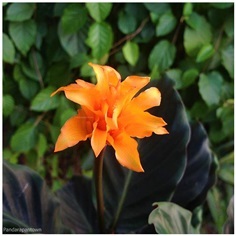 Calathea Crocata