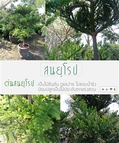 สนยุโรป