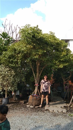 แก้วเจ้าจอม10ใบ